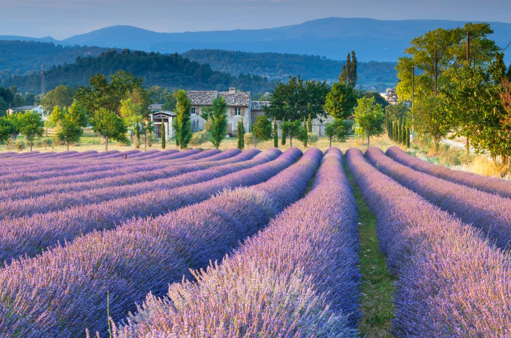 Lavender field in Provence. European Spring Blooms