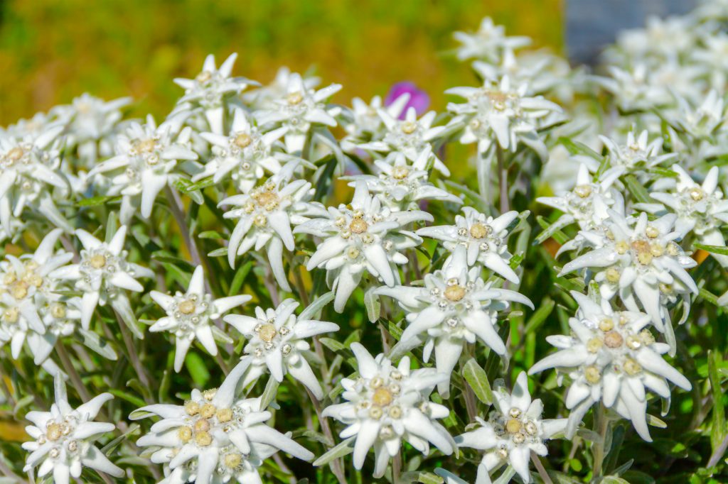 Leontopodium alpinum, flower Edelweiss, symbol of alps. European Spring Blooms
