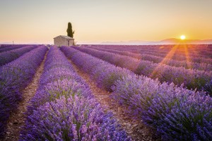 Provence Lavendar fields at sunset. spring in provence