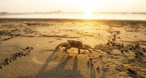 Crab on the golden sand. Photographic Turks and Caicos