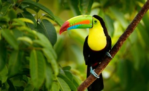 Costa Rica Amazing Ecotourism