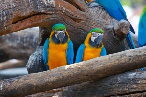 beautiful Scarlet macaw, bird watchers costa rica