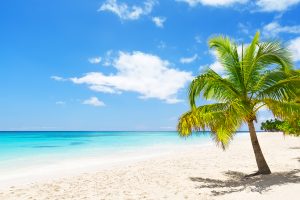 Coconut Palm trees on white sandy beach in Saona island, Dominican Republic. Things to do in Punta Cana