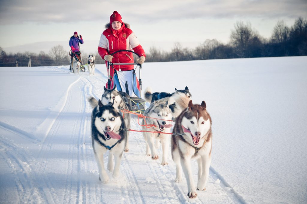 Mushing. Husky sledging. Chamonix France