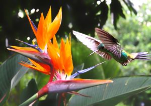 Close-up view of a flying Hummingbird at a Strelitzia flower. Birds and Blooms in the Caribbean
