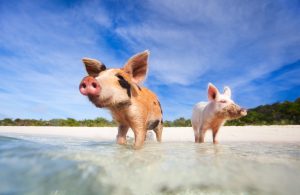 Pigs on Pig Island, Bahamas