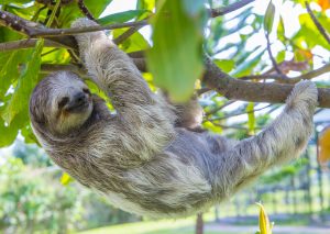 Sloth climbing a tree in costa rica rainforest. How Long Can a Sloth Hold Its Breath