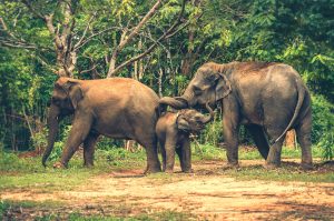 Family elephants in the forest. Elephant ride