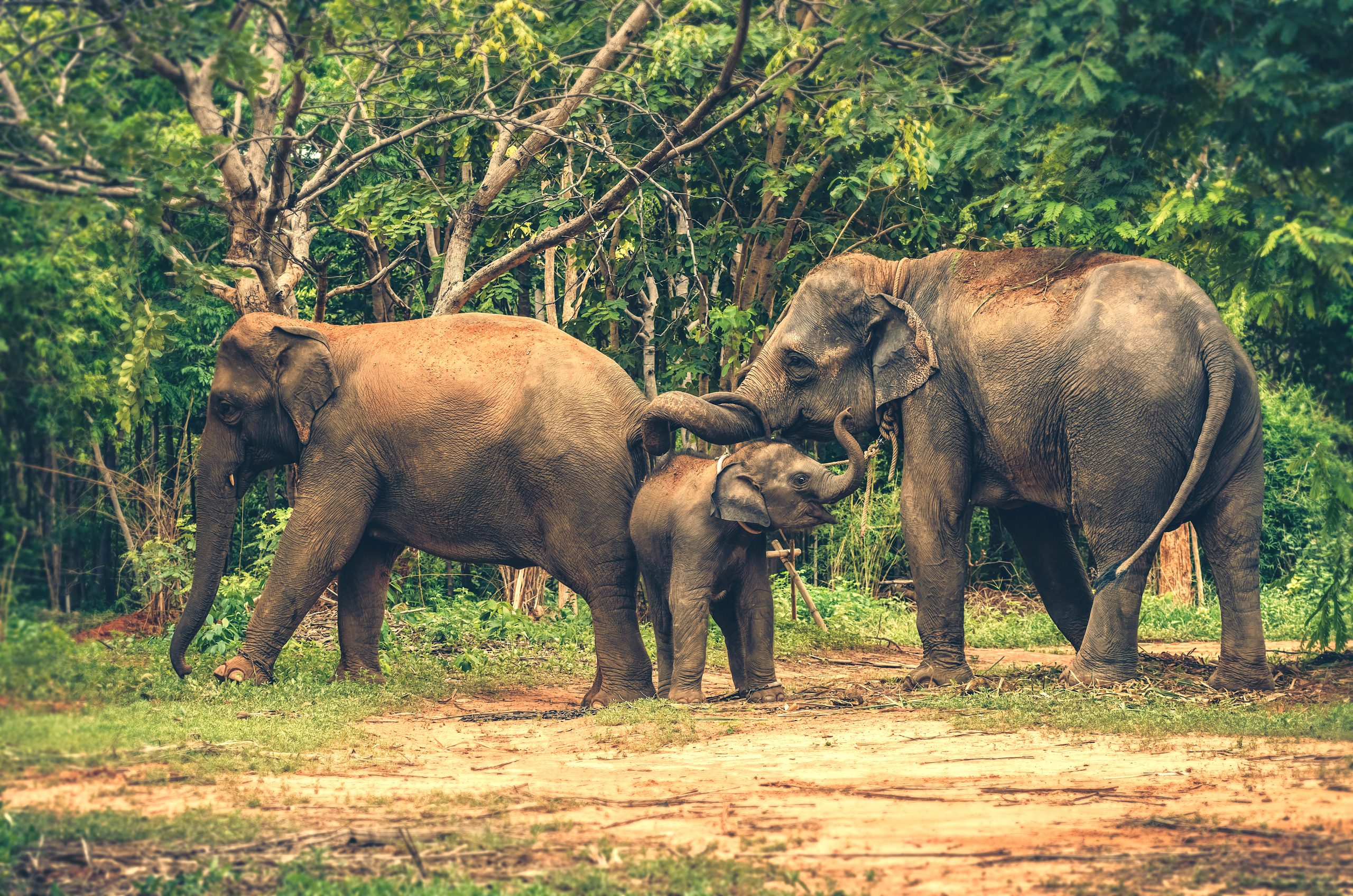 Where to Ride Elephants…But Why You Shouldn’t Isle Blue