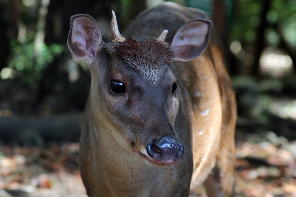 A graceful deer roaming freely at The Wildlife Reserve in Barbados