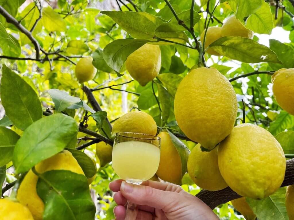 Amalfi Lemon Tour tasting beneath lemon trees during a limoncello Amalfi Coast experience
